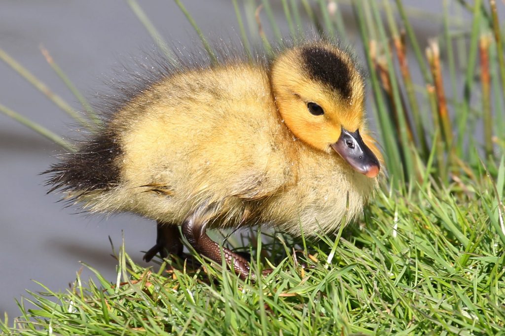 Nature's babies